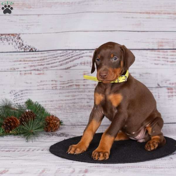 Janae, Doberman Pinscher Puppy